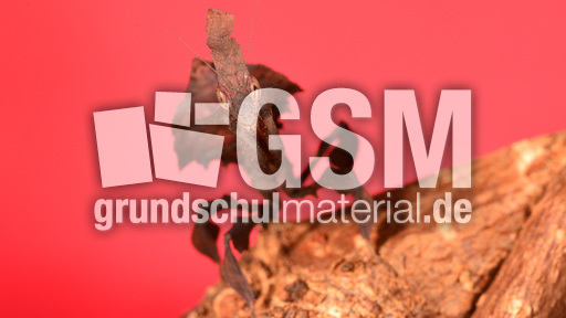 Geistermantis (3).jpg